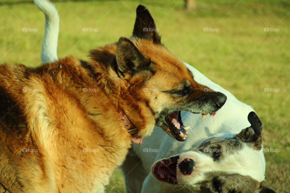 dogs playing