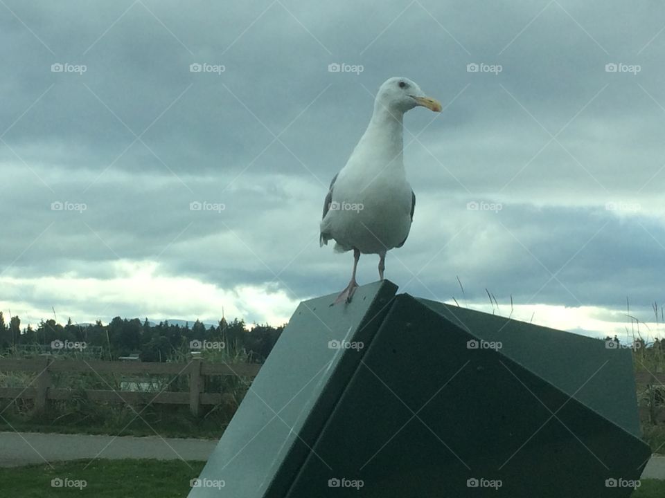 Seagull 