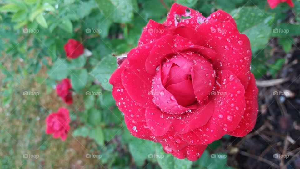 wet red rose