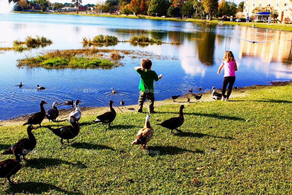 Reflections around the duck pond