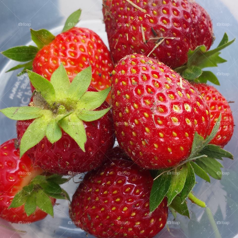 Summer Strawberries. fresh picked from the garden