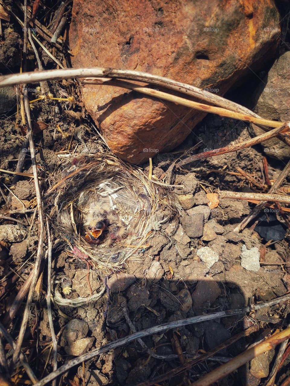nestlings of ashy- crowned sparrow lark waiting for food