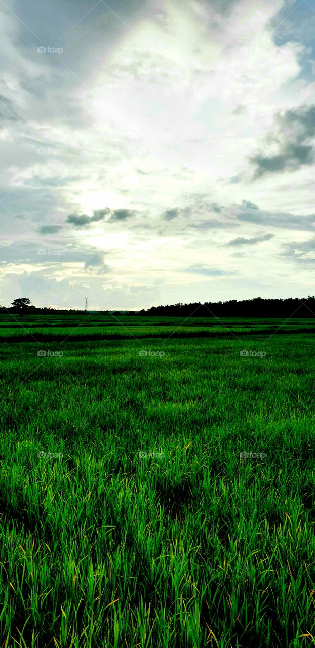 rice cultivation, a side of Sri lanka