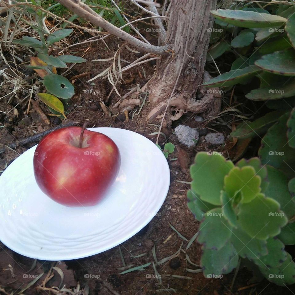 Red apple into white plate.