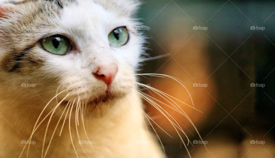 Please feed your master