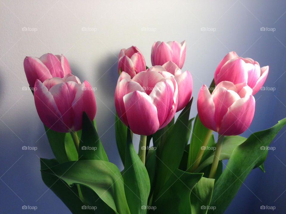 Pink tulips.  Spring, flowers, tulips, flower