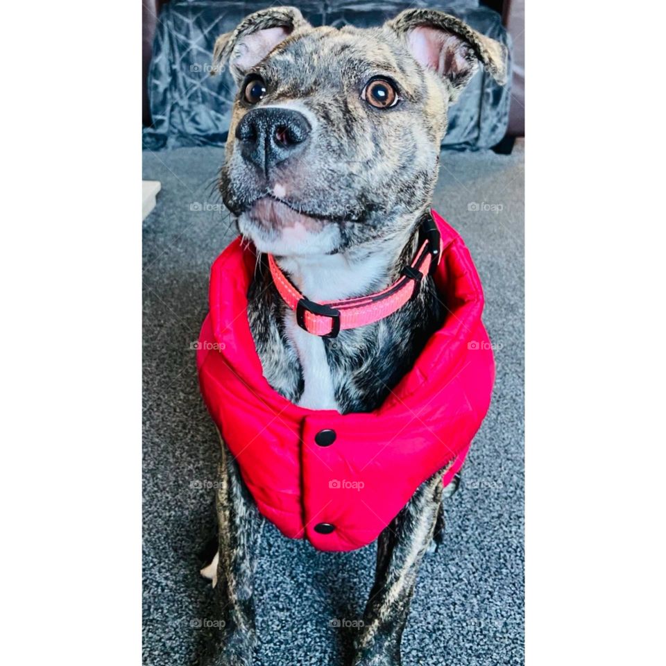 Happy puppy today! Enjoying the sunshine☀️