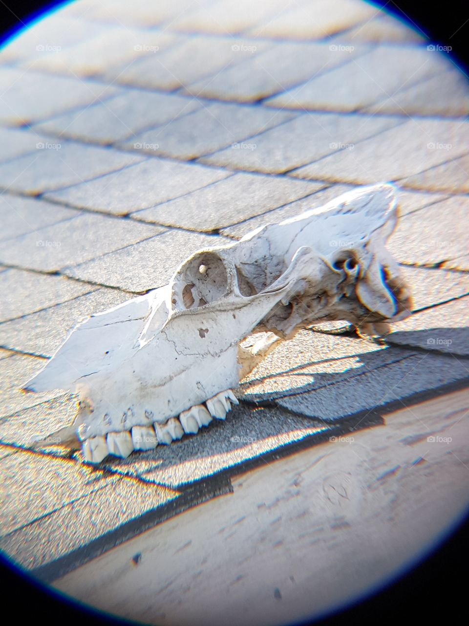 Bleached skull on roof. 