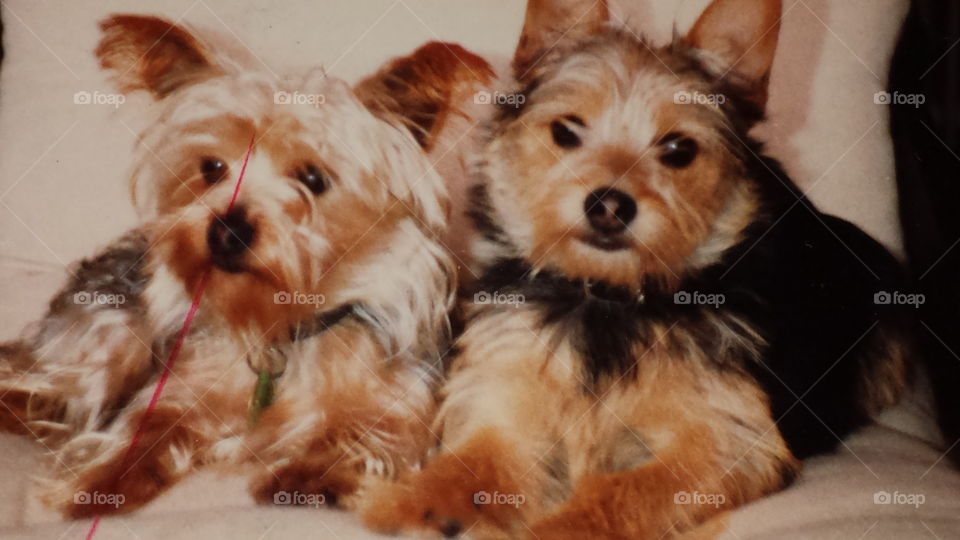 Yorkshire Terrier und Schäferhund Welpe
