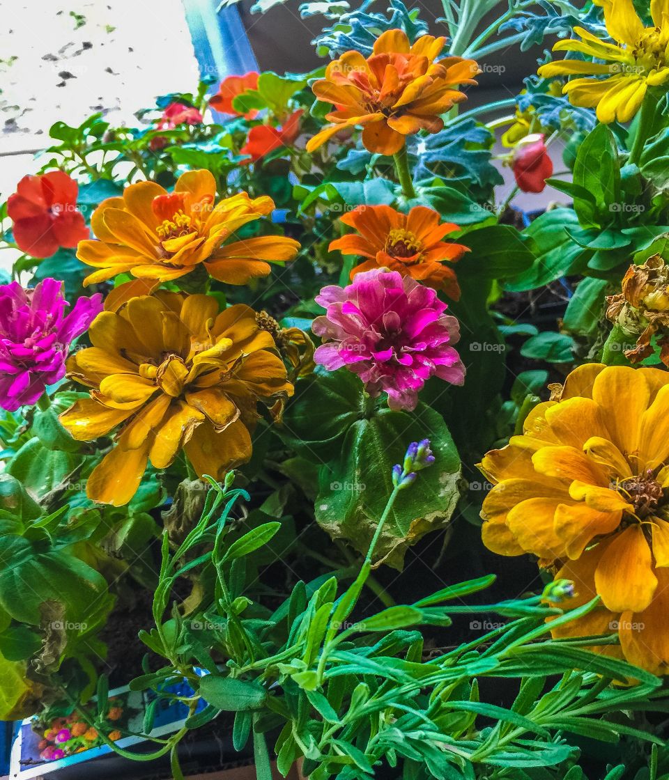 Zinnias