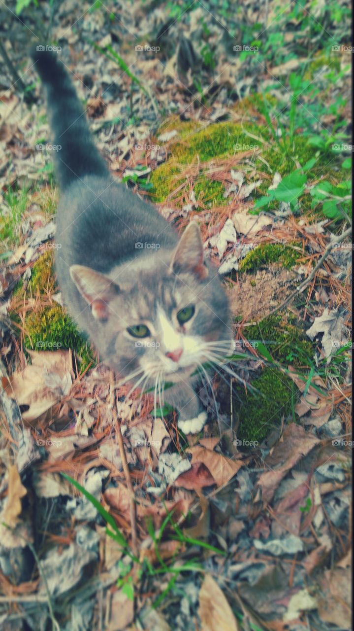 My green eyed feline follower