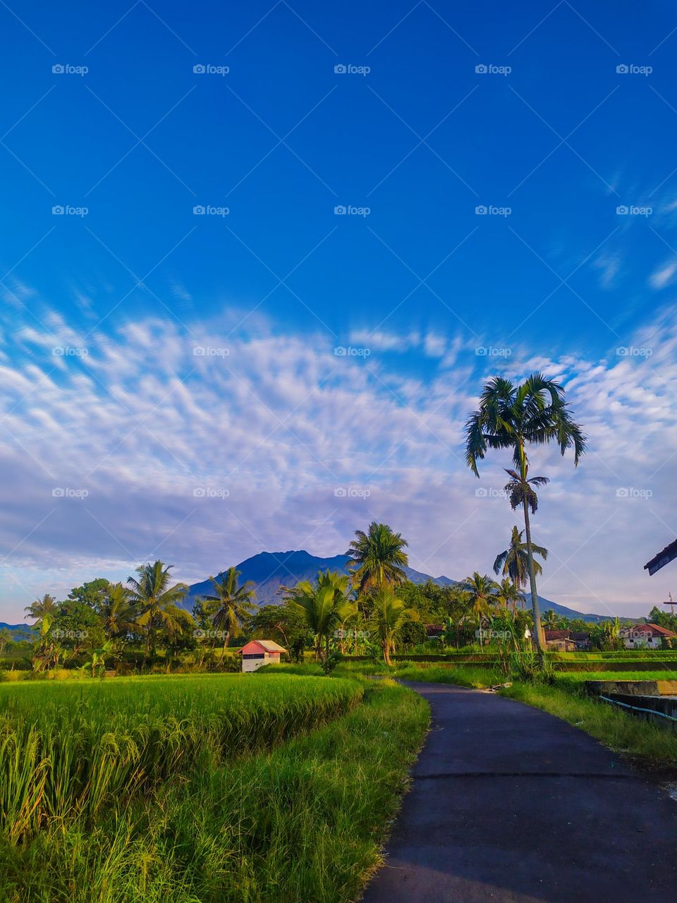 The beautiful countryside is surrounded by rice fields with a backdrop of Mount Galunggung in Tasikmalaya Regency, West Java, Indonesia.  

📸 Taken on Sunday 5 December 2021.