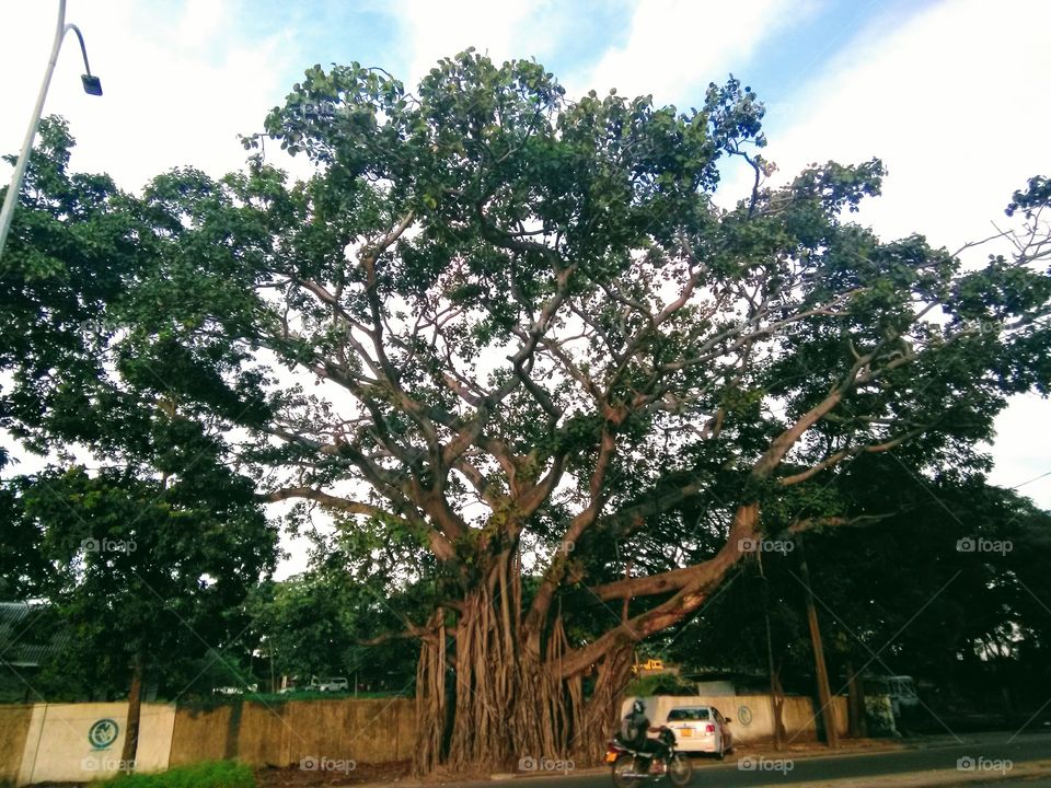 A road side Largest tree