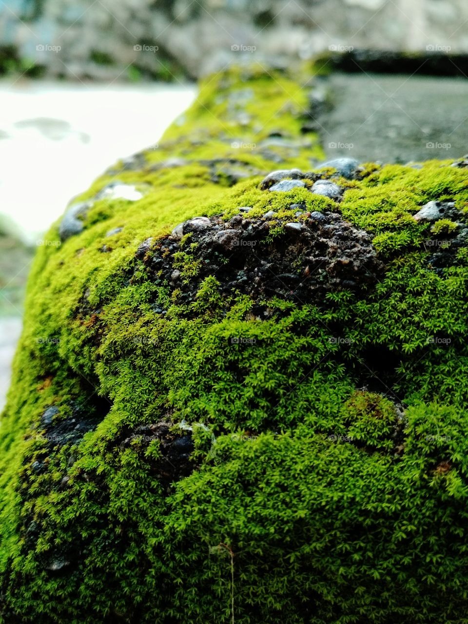 Moss on the stone