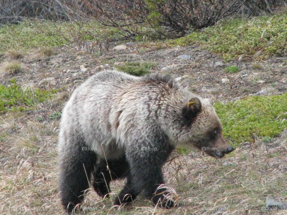 Wildlife on the side of the road