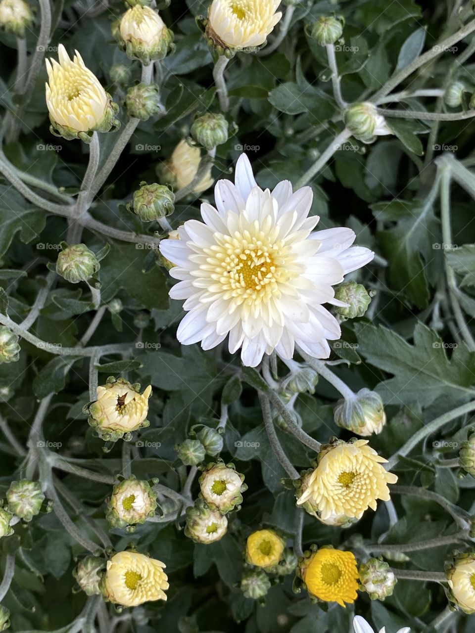 White flowers 