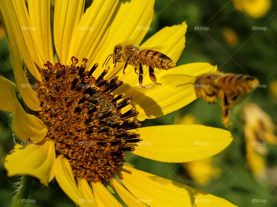 Closeup of two western honeybees flying to a wild sunflower.