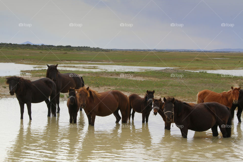 Mammal, Cavalry, Horse, No Person, Mare