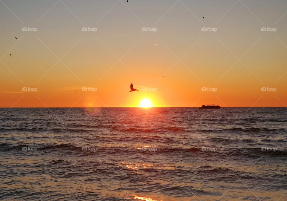 Seagull flying over sunset