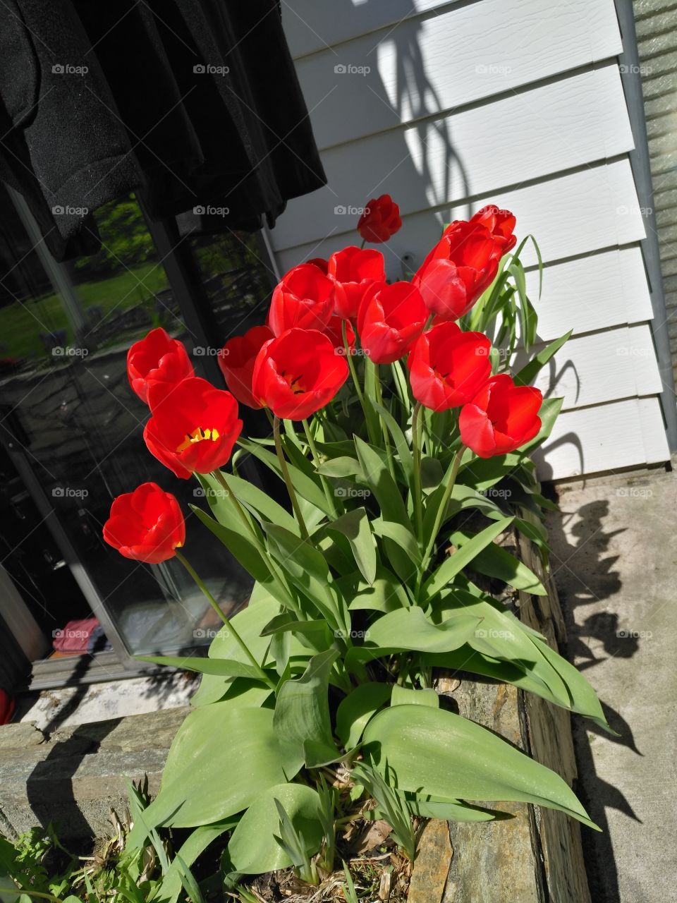 tulips real