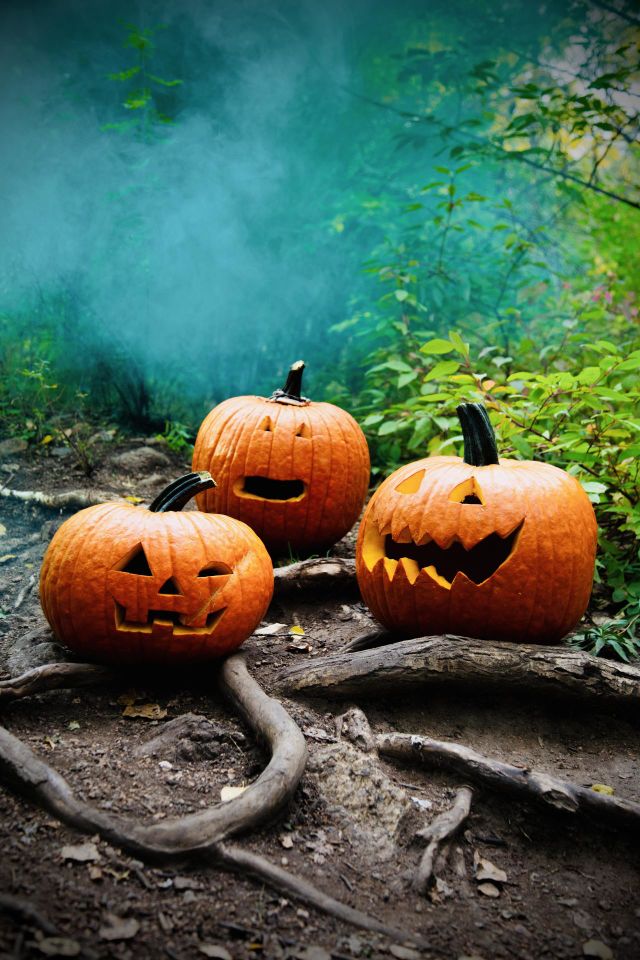 Carved Halloween pumpkins 