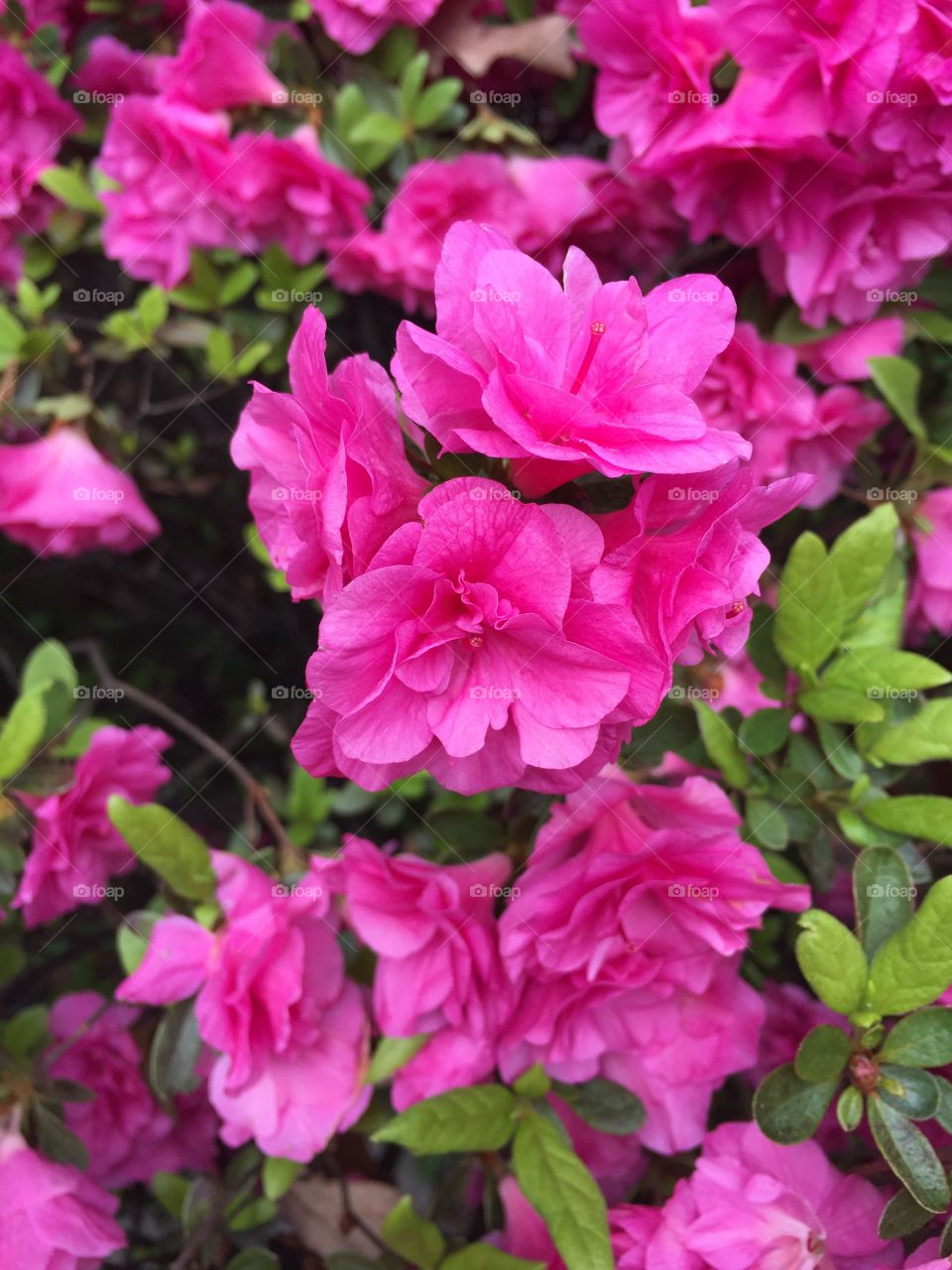 Full frame shot of pink flowers