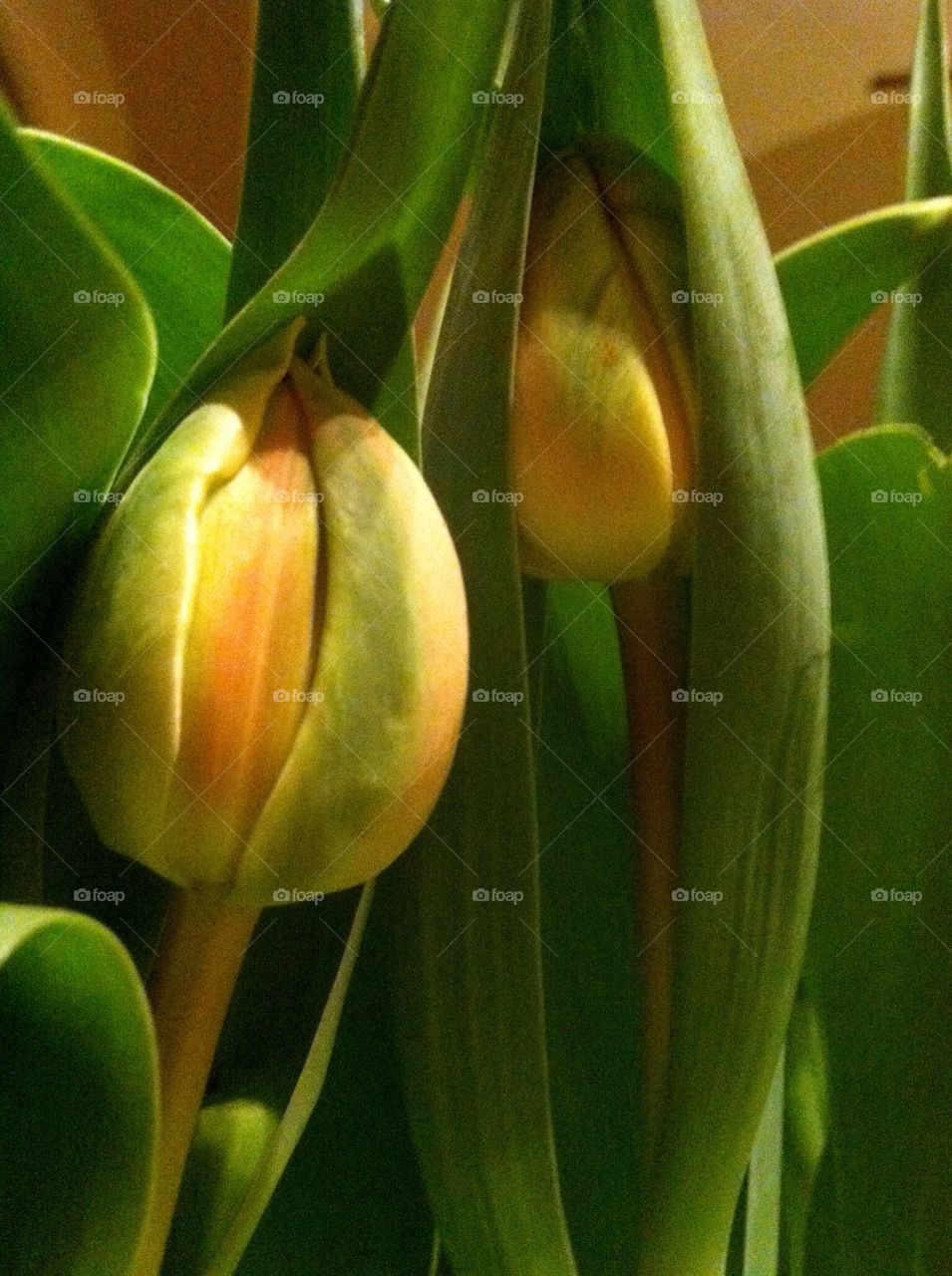 Blooming Yellow Tulips