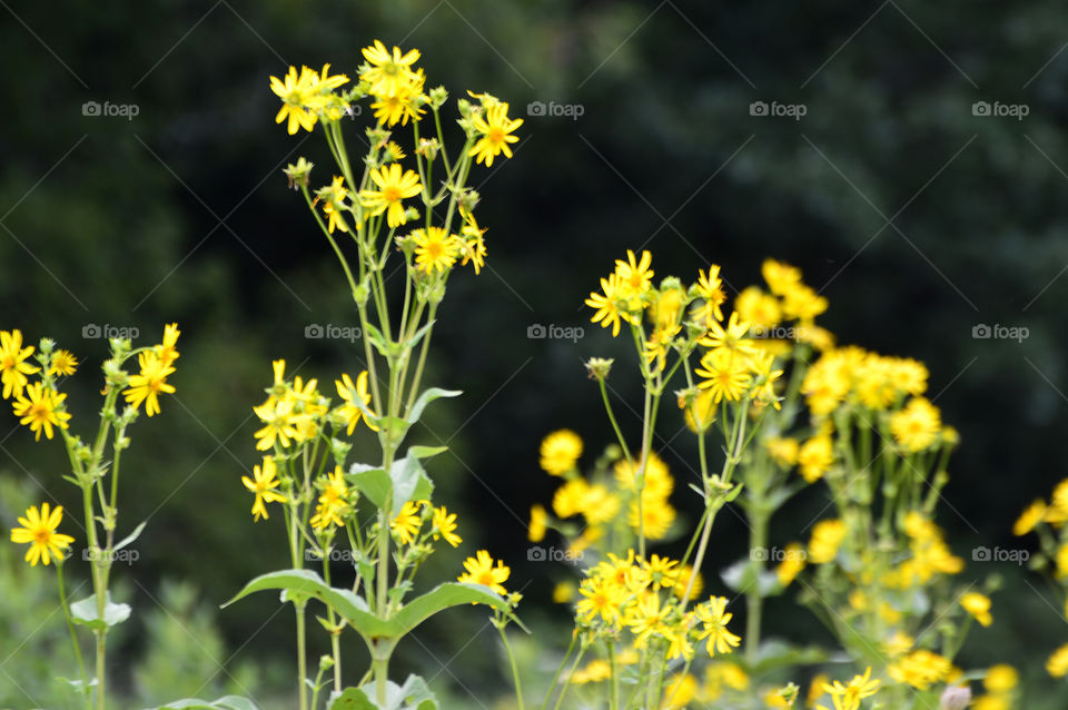 Field of wild flowers