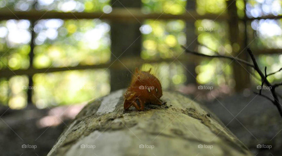 Fuzzy caterpillar. Amazing creature at Catoctin State Park