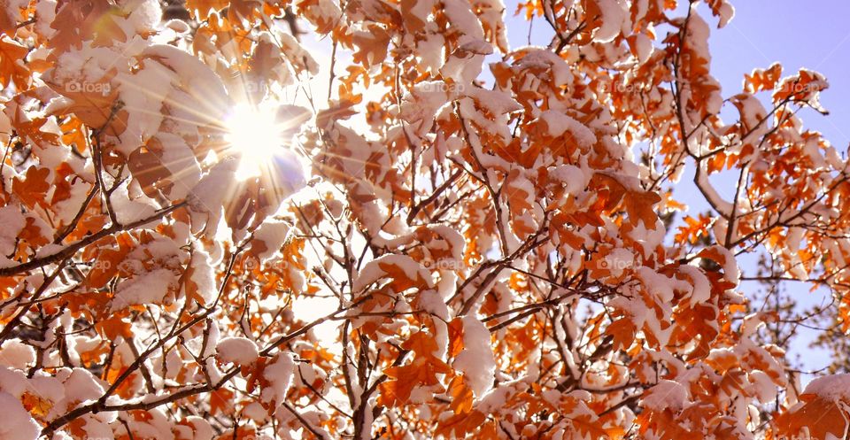 Sunbeams shine through bright orange leaves that are covered in a thick coat of winter snow.