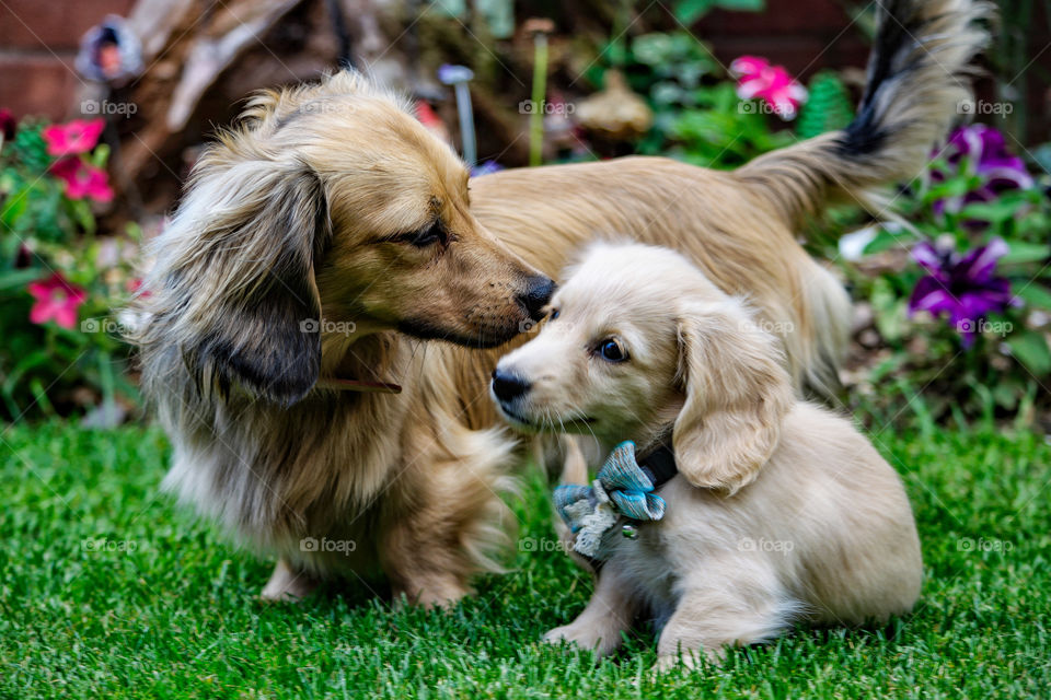 Remy the Champagne Dachshund meets his big brother Nugget for the first time...making friends.