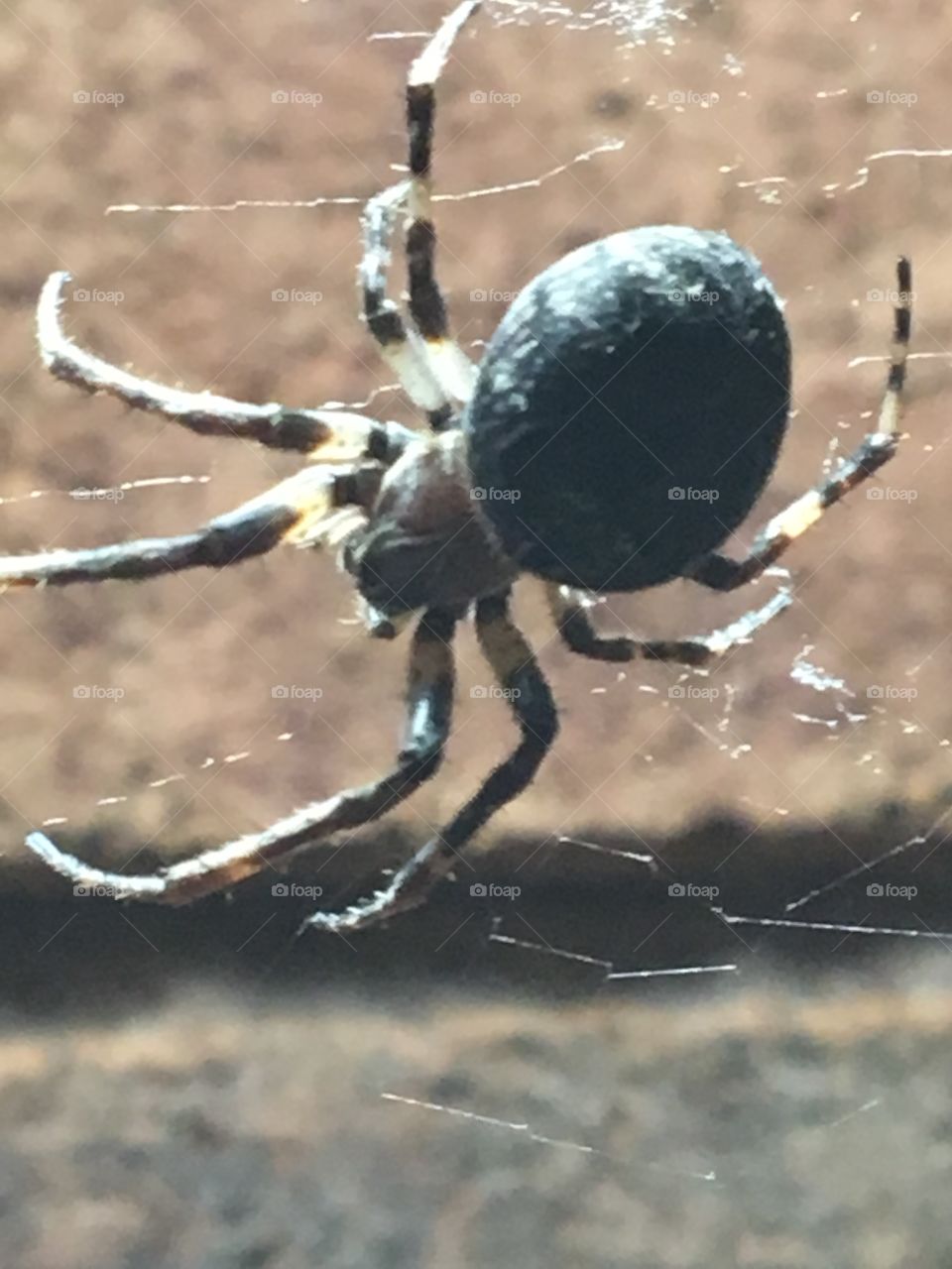 Large spider resting on its web