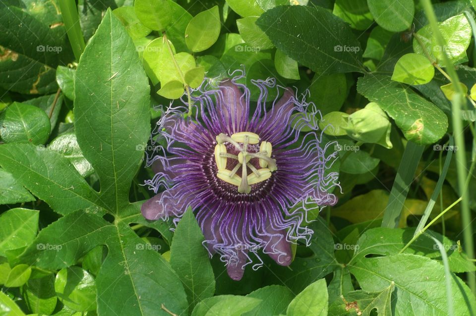 Passion Flower. Picture of a intriguing Passion flower taken at Rio Grande Valley.