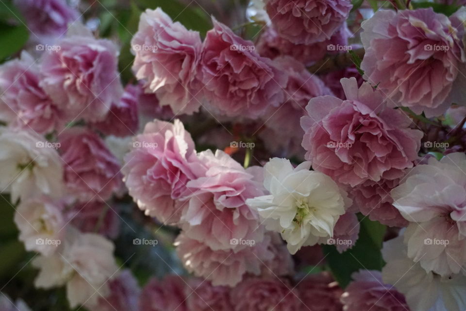 Spring Cherry blossoms multicolored