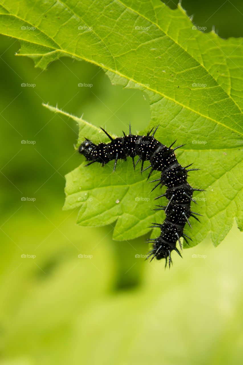 Insect, Nature, Leaf, Caterpillar, Butterfly