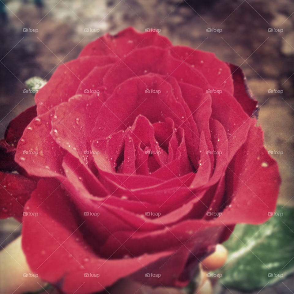 flower red love rose by kaprillyon
