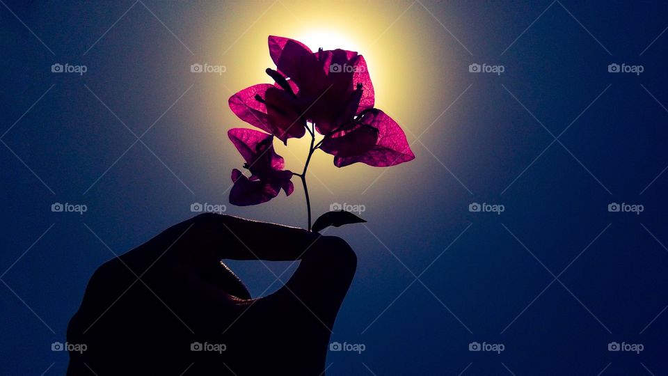 beautiful sunset view through flower