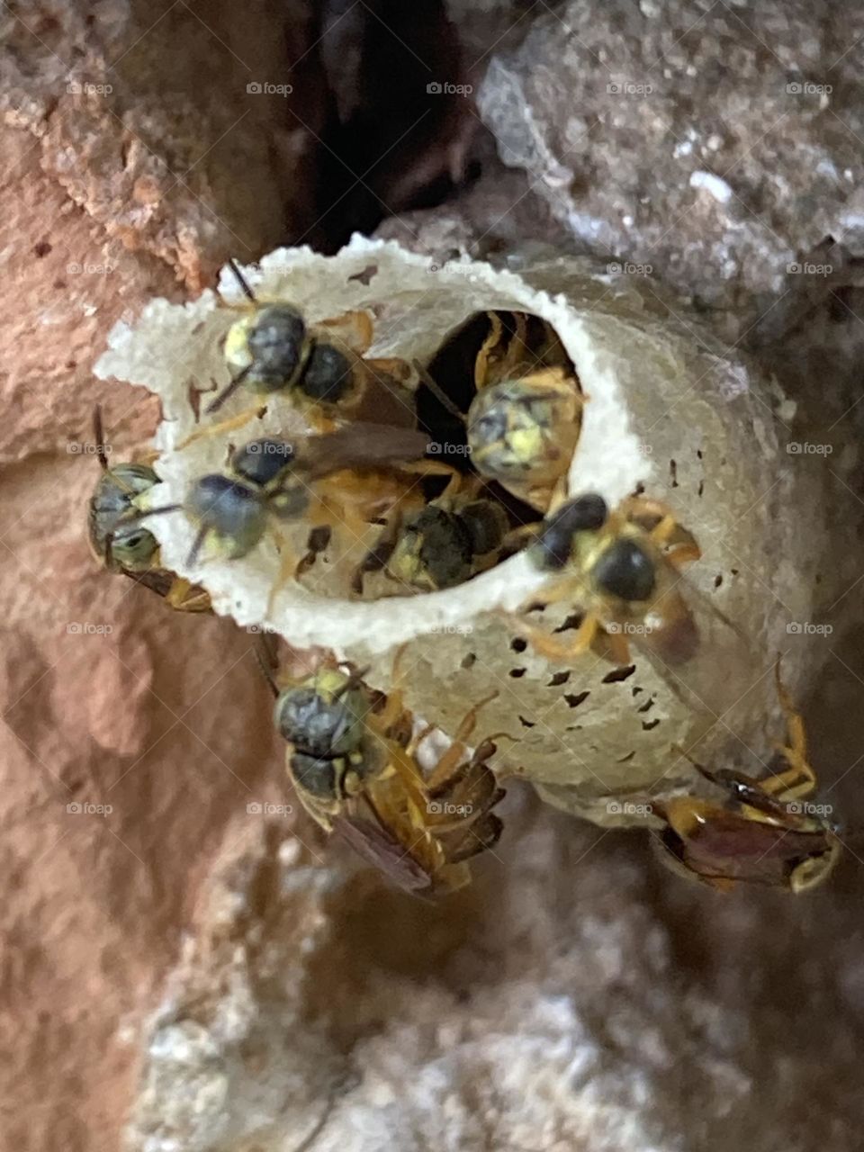 Abelhas mirim entrando e saindo da sua colmeia natural. Abelhas dóceis, não oferecem risco aos humanos.