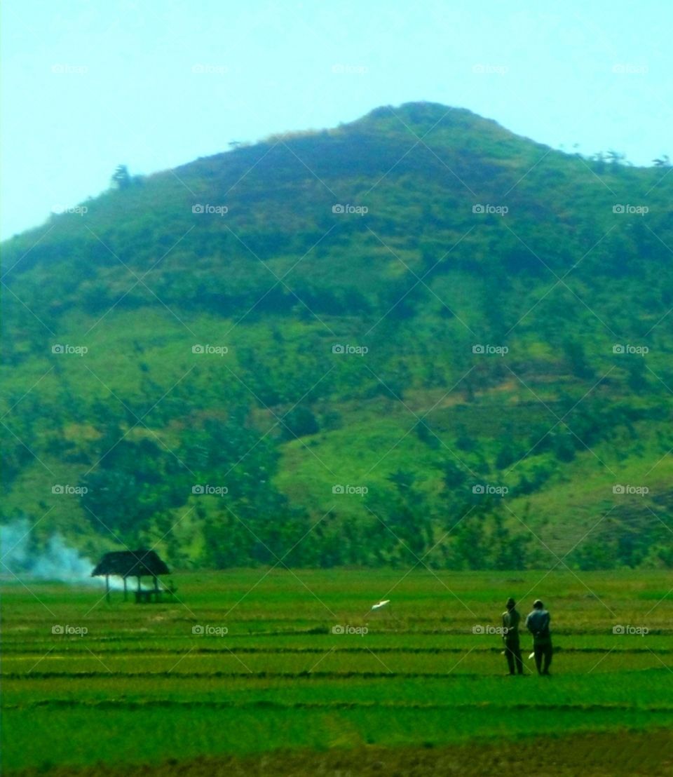 ladang