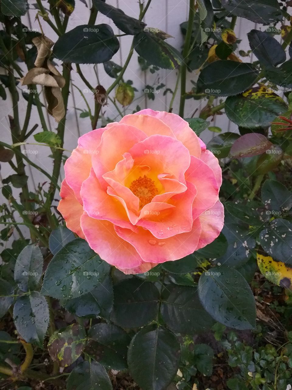 yellow to pink rose