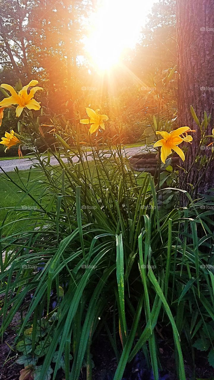 sunset behind yellow lillies