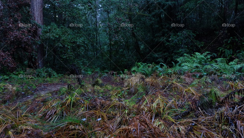 Forest after rain