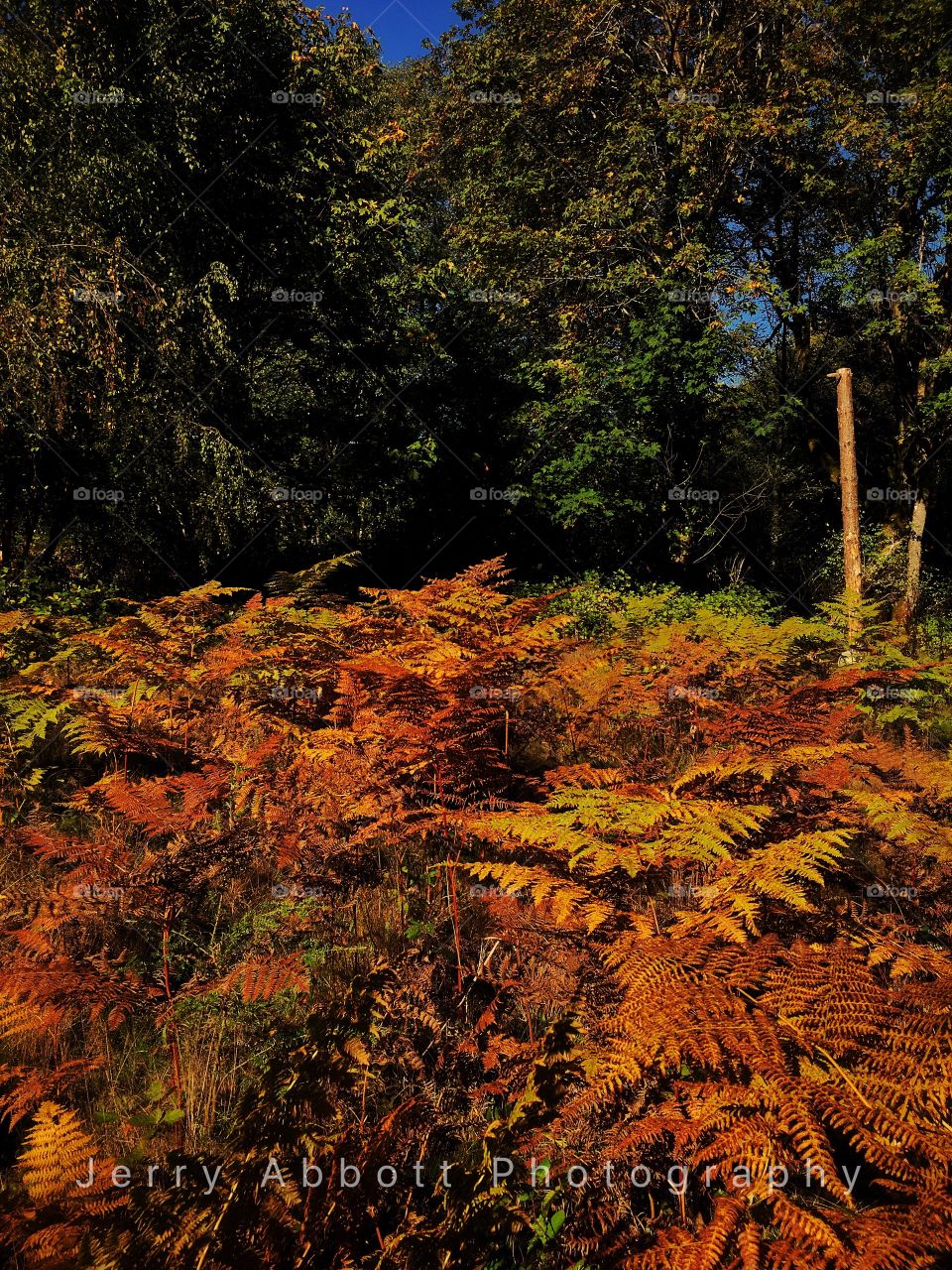 Bronze ferns in fall