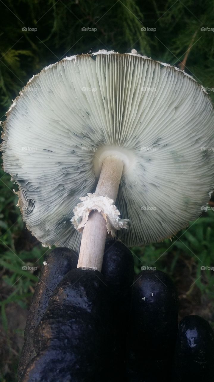 Big mushroom