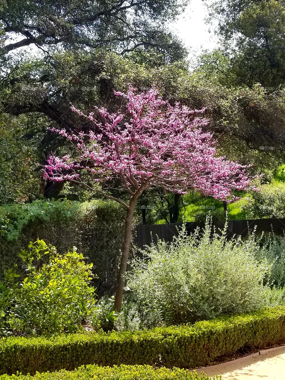 The Cherry Blossom Tree