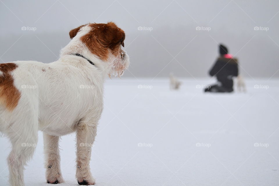 Dog looking at his family