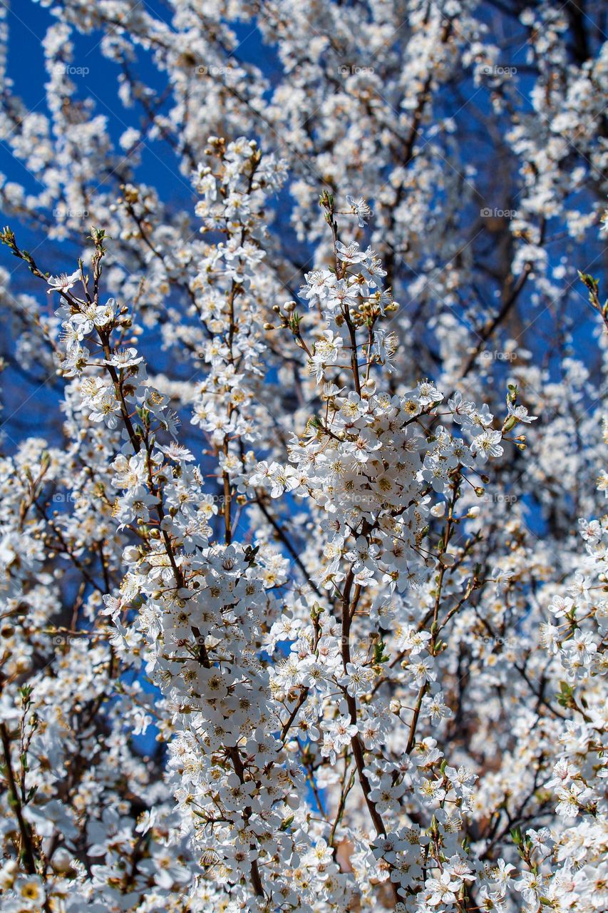 White plum tree blooming