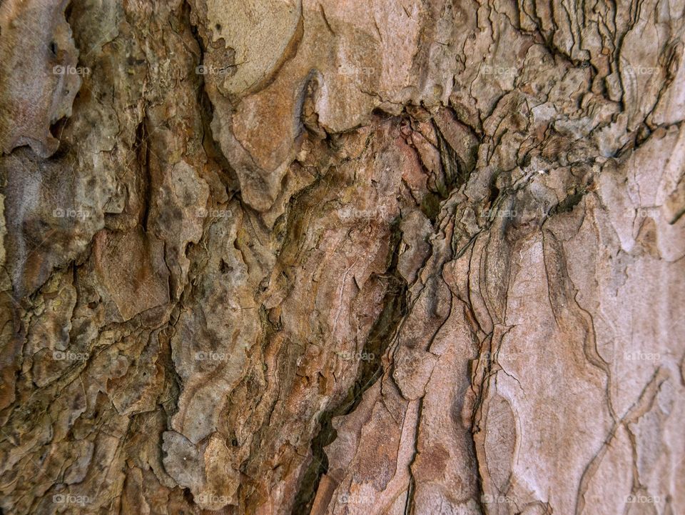 Wood texture tree