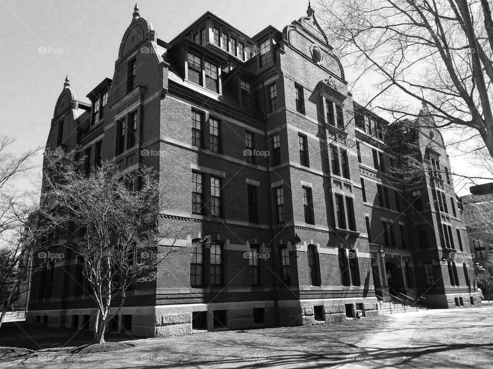 Imposing Urban Architecture.  Natural light producing shadows on the building and reflection of tree branches in the glass windows.