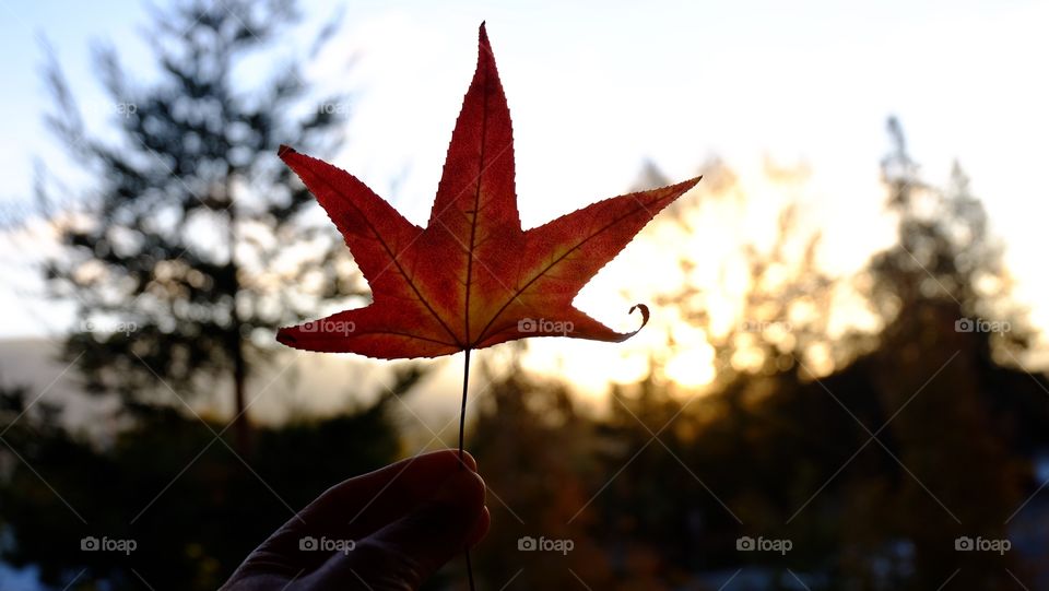 Autumn is here! Hand holding a maple leaf